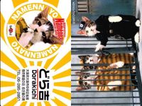 カード なめんなよ まとめ 猫 SATORU TSUDA 学生証 サムネイル 3