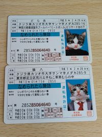 なめ猫 猫八 免許証 なめられたら無効 ゴールド なめんなよ なめ猫同梱 どら吉